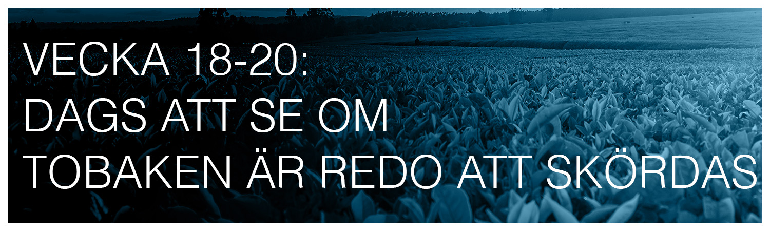 Vecka 18-20: dags att se om tobaken är redo att skördas