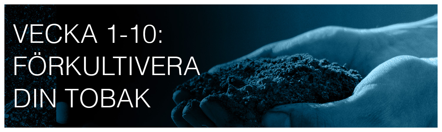 Förkultivera din egen tobak