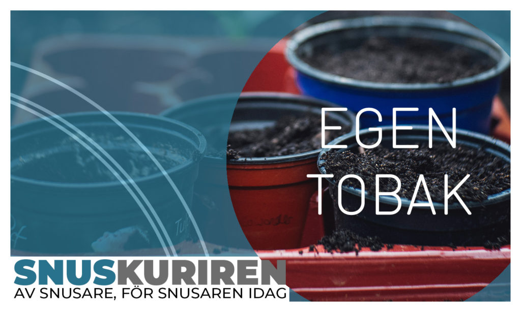 Guide: odla din egen tobak