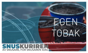 Guide: odla din egen tobak