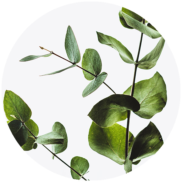 Snus med smak av eukalyptus