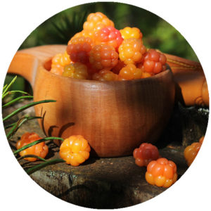 Snus med smak av hjortron