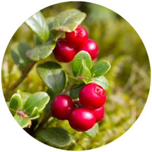 Snus med smak av lingon