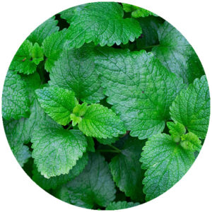 vitt snus med mintsmak