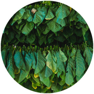 Snus med smak av tobak