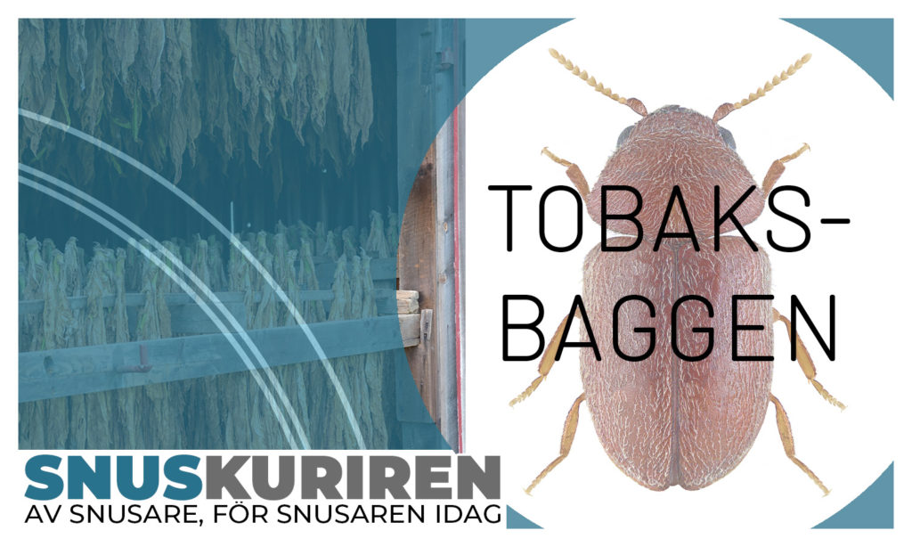 Odla tobak - tobaksbaggen