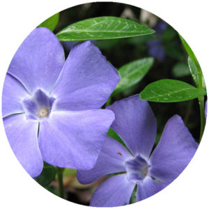 Snus med smak av vintergröna / wintergreen