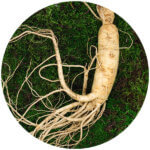 Ginseng